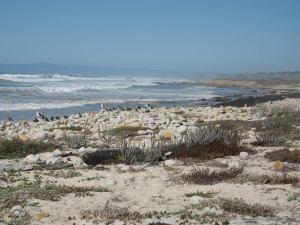 Spanish Bay Beach, Pebble Beach, CA