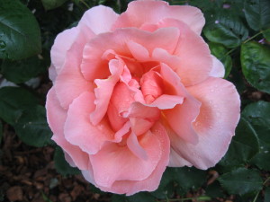 from Susan's rose garden