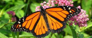 monarch 4