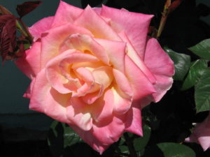 Princess Diana Rose