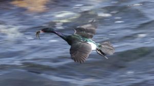 Pelagic cormorant