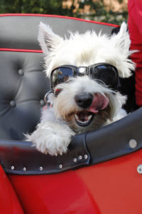 Hund - Auto - Fliegerbrille