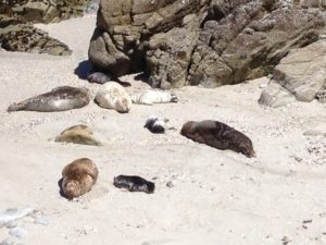 harbor seals