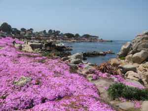 "Pink Carpet' blooming in spring along the Pacific Grove coast.
